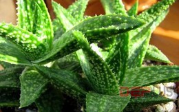 8 lợi ích không ngờ của lô hội với mái tóc