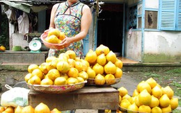 Trồng lêkima 7 ngày hái 1 lần ở miền Tây, thu 30 triệu/tháng