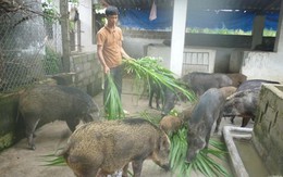 Mày mò nuôi lợn rừng sạch, đút túi hàng trăm triệu đồng