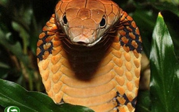  Lời giải cho chuyện “rắn thần” ở Vạn Phúc 