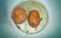 Kinh hoàng khoai tây để hơn 3 tháng trong nước không thối