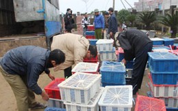 Phát hiện xe ôtô chở gần 2 tấn động vật trái phép