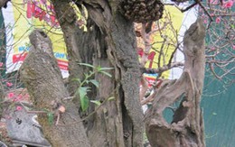 Sự thực về gốc đào Tết “hét” giá thuê 200 triệu