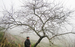 Cây đào được chào giá 30 triệu đồng