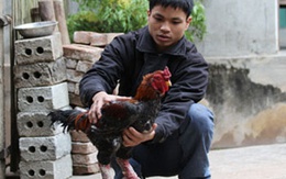 Đại gia săn gà Đông Cảo: Họ là ai? 