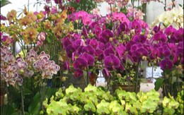 Chọn mua giò lan đẹp dịp Tết