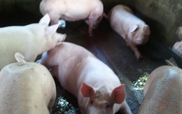 Kinh hoàng heo siêu nạc!