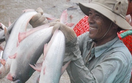 Giá cá tra xuống 22.500đ/kg, người nuôi lỗ