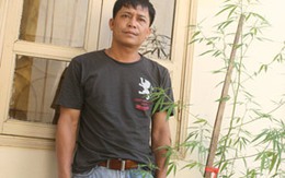 Trồng cần sa tại nhà, bị mất trộm