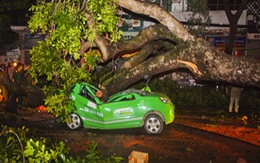 Hà Nội dông lớn, đường ngập, cây đổ chết người  