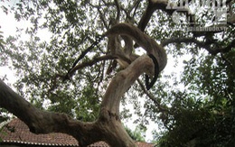 Cây ổi ngót trăm tuổi được ngã giá 100 triệu đồng