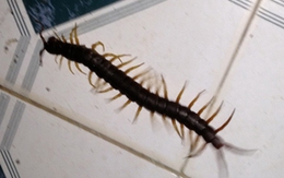 Rết dài 25 cm chui vào quần thực khách