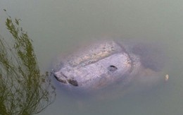 Cụ rùa nổi trong ngày giá rét