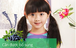 Cao Việt Quất – phòng ngừa cận thị tiến triển từ thảo dược