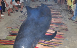 Cá voi nặng gần 1 tấn bên bờ biển Quảng Nam