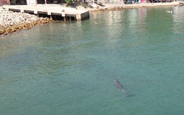 Cá heo xuất hiện tại lễ hội cầu ngư
