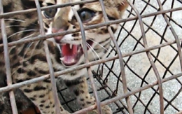 Phát hiện loài mèo quý hiếm