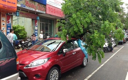 Cây xanh bỗng dưng ngã đổ đè “xế hộp” trên phố