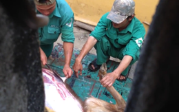 Xôn xao việc nhân viên vườn thú giết nai làm thịt!