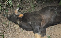 Bò tót húc nam thanh niên tử vong cũng chết bất thường