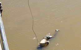 Hoảng hồn khi thấy thi thể nam thanh niên nổi dưới chân cầu