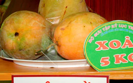Cận cảnh cây trái… khủng khi du xuân ở suối Tiên