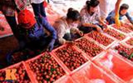 Vải tươi tiêu thụ mạnh tại TP HCM