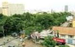 Thêm 57 cây xanh cổ thụ và nhiều cây nữa sẽ… qua đời