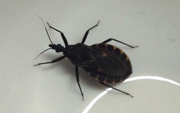 Bọ xít hút máu người  xuất hiện tại Bắc Ninh
