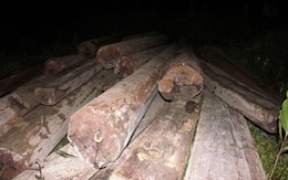 Bắt khối lượng gỗ quý cực lớn