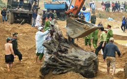 Quảng Bình: Đã kéo được gốc gỗ huê bạc tỉ lên bờ