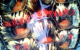 Bắt được rùa biển có dòng chữ Hán