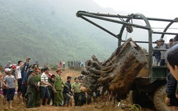 Quảng Bình: Gốc huê khủng được định giá 17 tỷ đồng