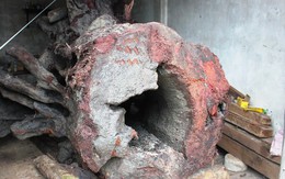 Phát hiện thêm 3 gốc gỗ Huê khủng trong VQG Phong Nha - Kẻ Bàng?