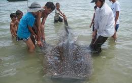 Quảng Bình: Giải cứu cá voi mắc cạn