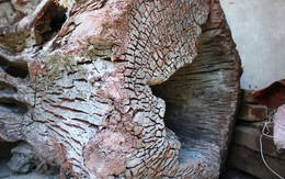 Tuyệt đẹp vết chân chim trên gốc gỗ huê "khủng"