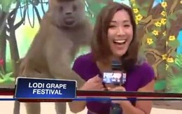 Nữ phóng viên bị khỉ "sàm sỡ" khi dẫn chương trình trực tiếp