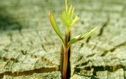 Đừng bao giờ từ bỏ hi vọng!