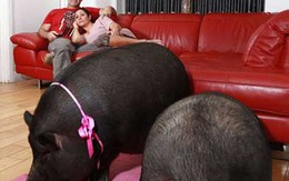Cặp đôi Anh nuôi lợn ỉ Việt Nam để... làm cảnh