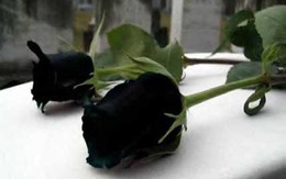 Hoa hồng đen huyền bí quý hiếm ở Thổ Nhĩ Kỳ