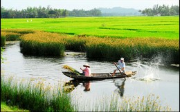 Sao em không về quê cùng anh?