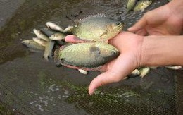 Suýt tắt thở vì cá rô sống chui vào họng
