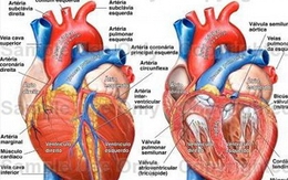 Nhật Bản phát hiện cơ chế phát bệnh viêm cơ tim