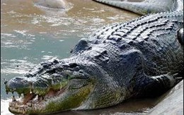  Đi 'vệ sinh', bị cá sấu cắn mông 
