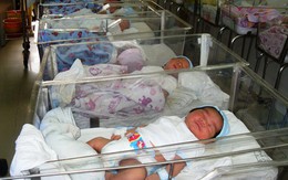 Con to chưa chắc khỏe!