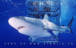 Rùng rợn tour du lịch bơi cùng cá mập