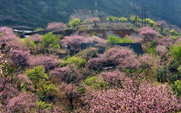 Đào rừng nở muộn nhuộm hồng đường lên Tây Bắc