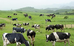 Tour du lịch... vắt sữa bò ở Việt Nam