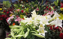 Ngất ngây sắc hoa loa kèn tháng 4