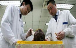 Lương cao, sinh viên đổ xô xin việc trong nhà xác 